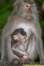 macaque mother and infant